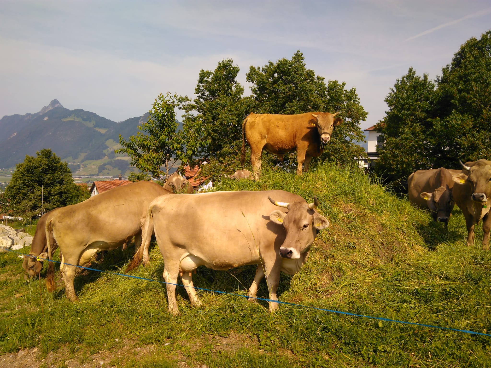 IMG-20210617-WA0002